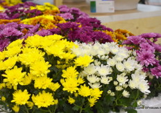 The Multiflora Milshake